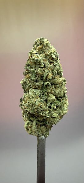 Papaya | Top-Shelf Flower | Sauce Boys | B#PAPAYA 3-23(1168)