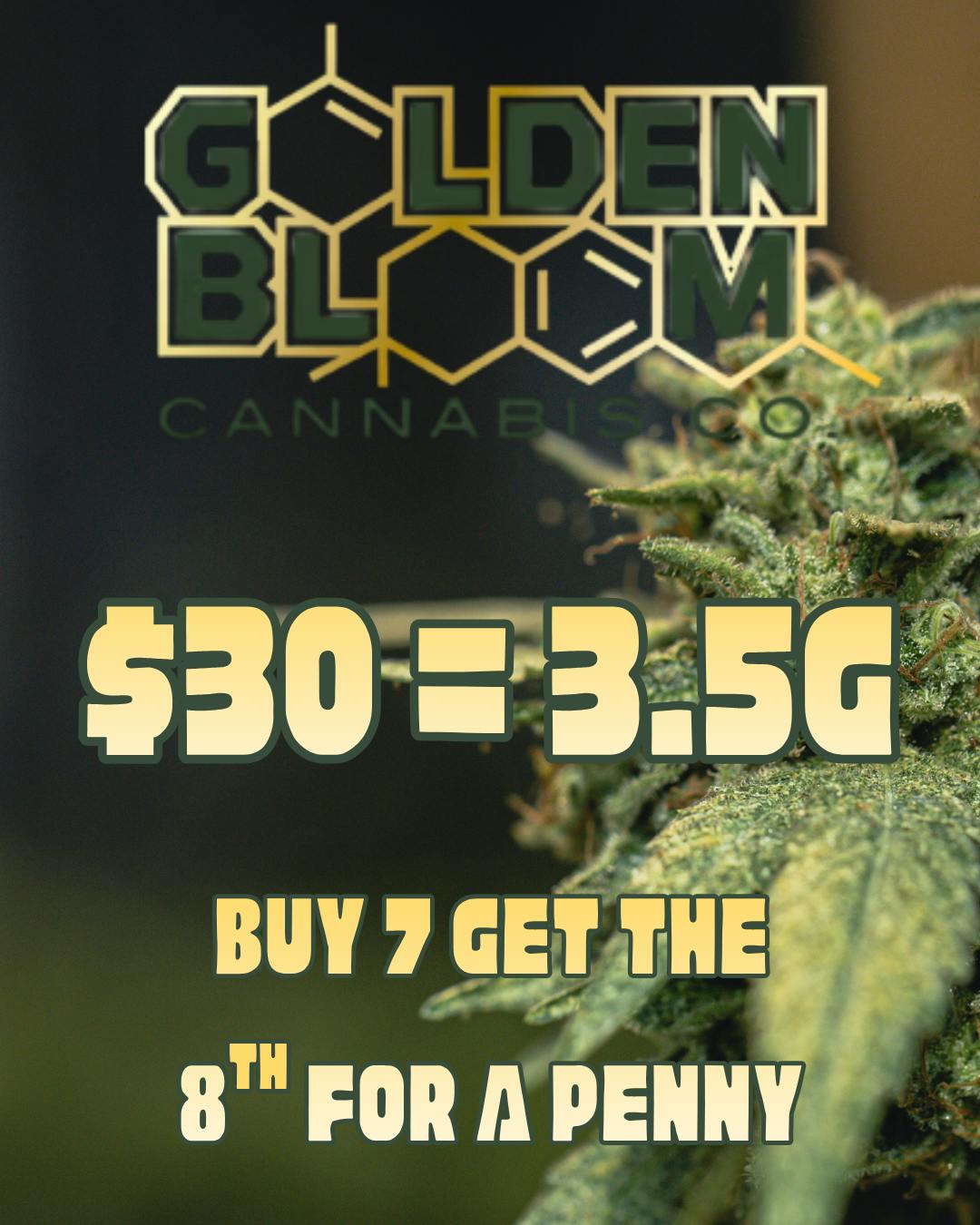 Georgia Pie | $30 Eighth Flower | Golden Bloom | B# GBF_R5_GP_60126