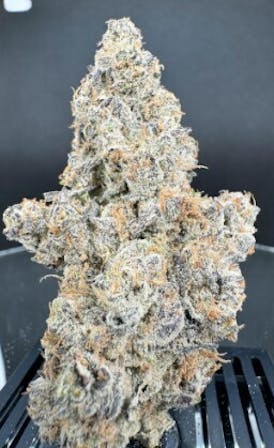 ALTVM-Candied Grapes (IH)