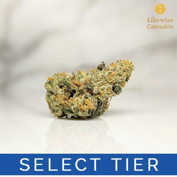 GARY PAYTON 3.5G - BANANA SEAT BOTANICALS