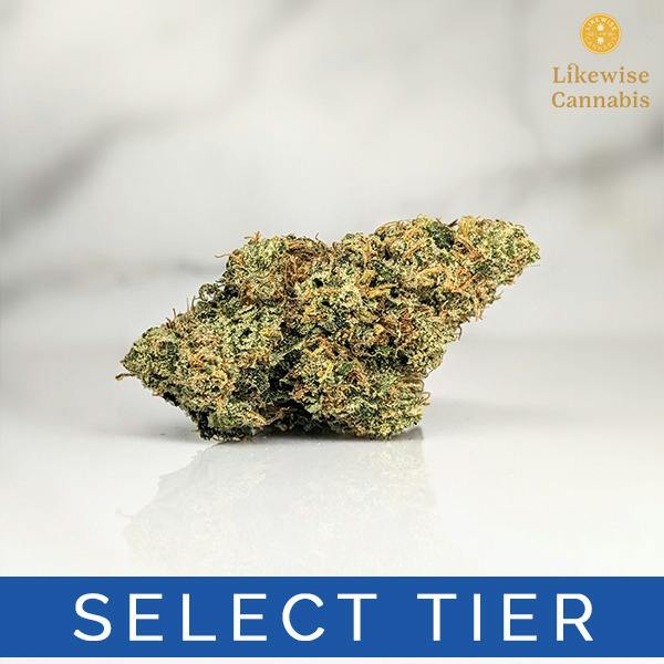 DUTCH TREAT 3.5G - BANANA SEAT BOTANICALS