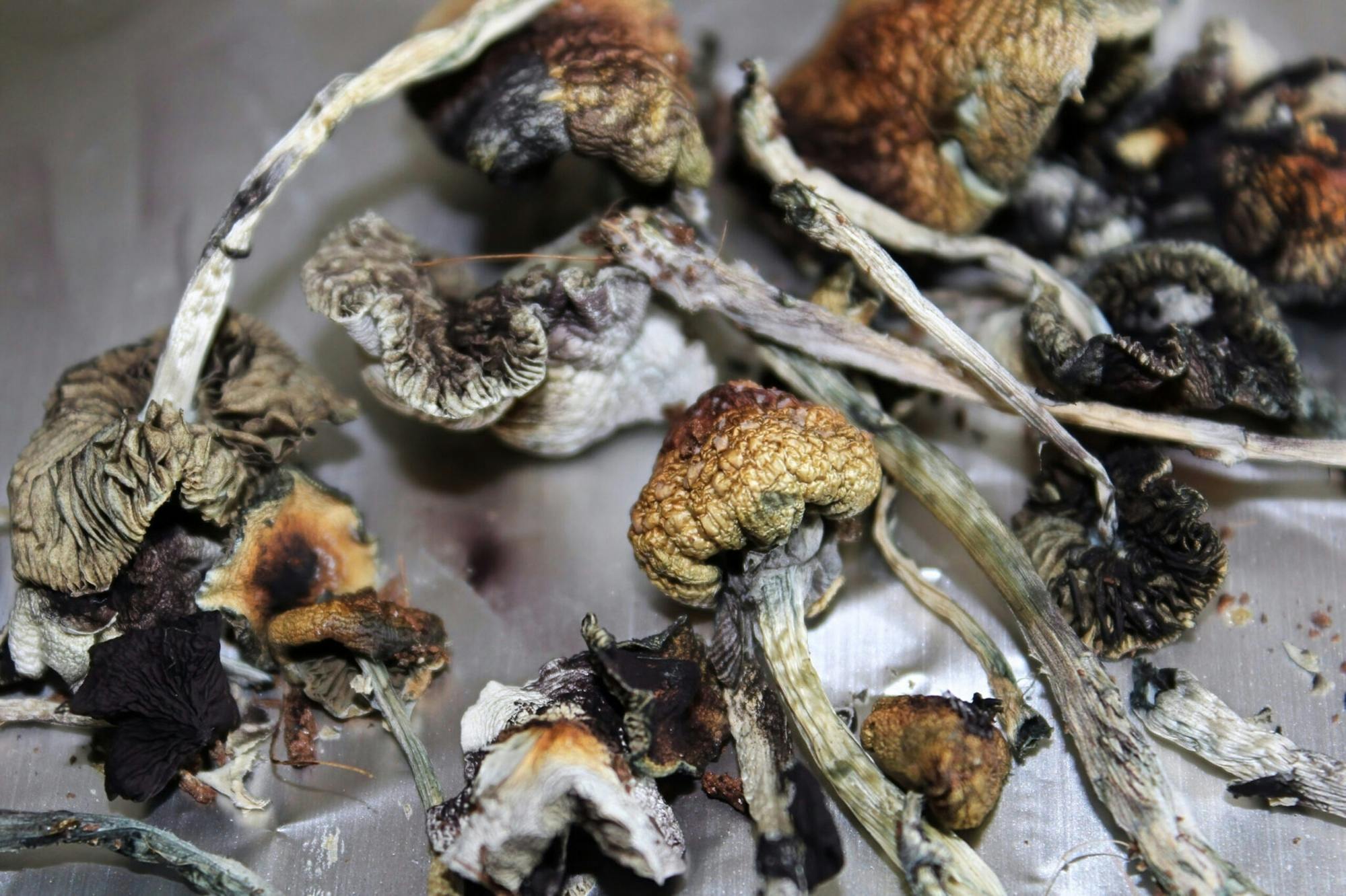 Regenero Mushrooms - 3.5g - Heavy