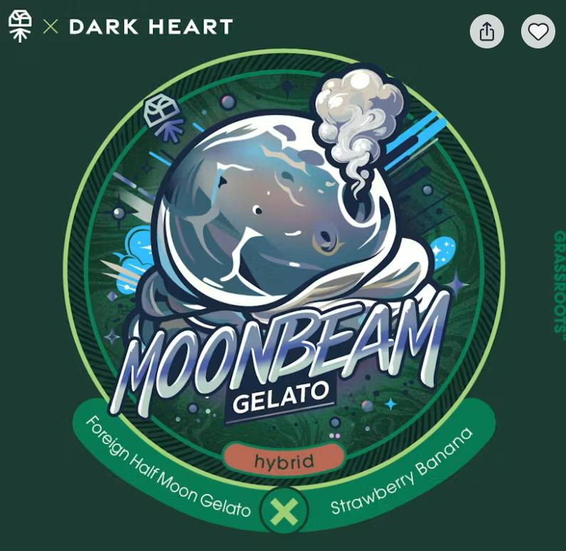 MOONBEAM GELATO 7G | FLOWER