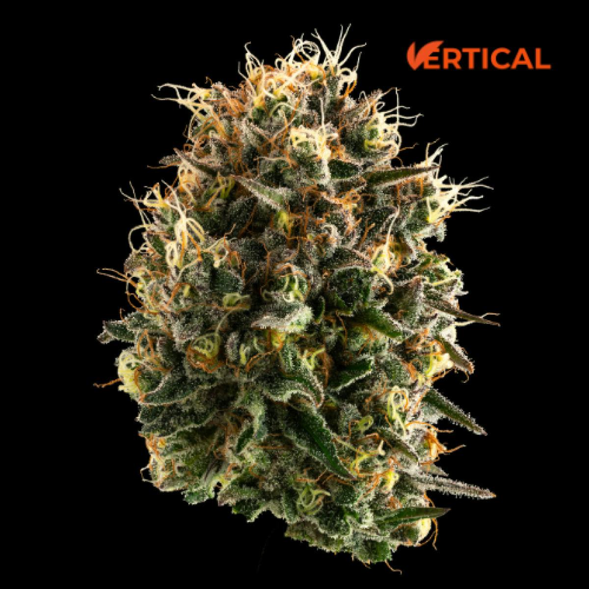 Lemon Batter - 3.5g Flower