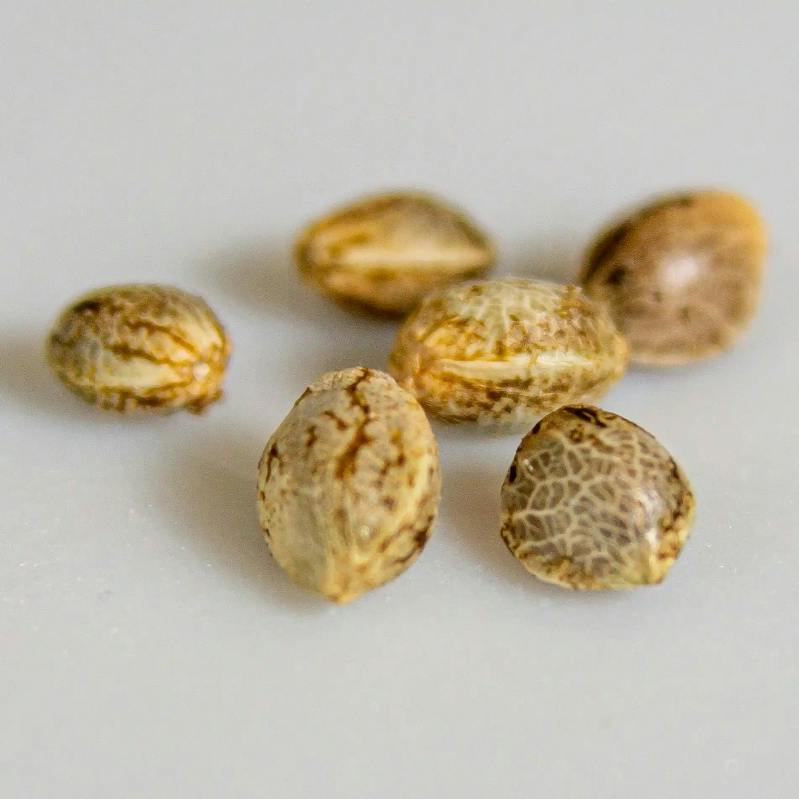 Grape Tropicalia Seeds - I 6EA