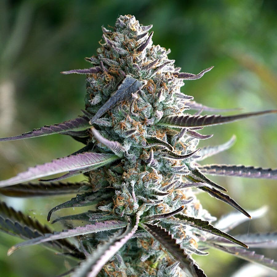 Humboldt Growers Network: Runtz