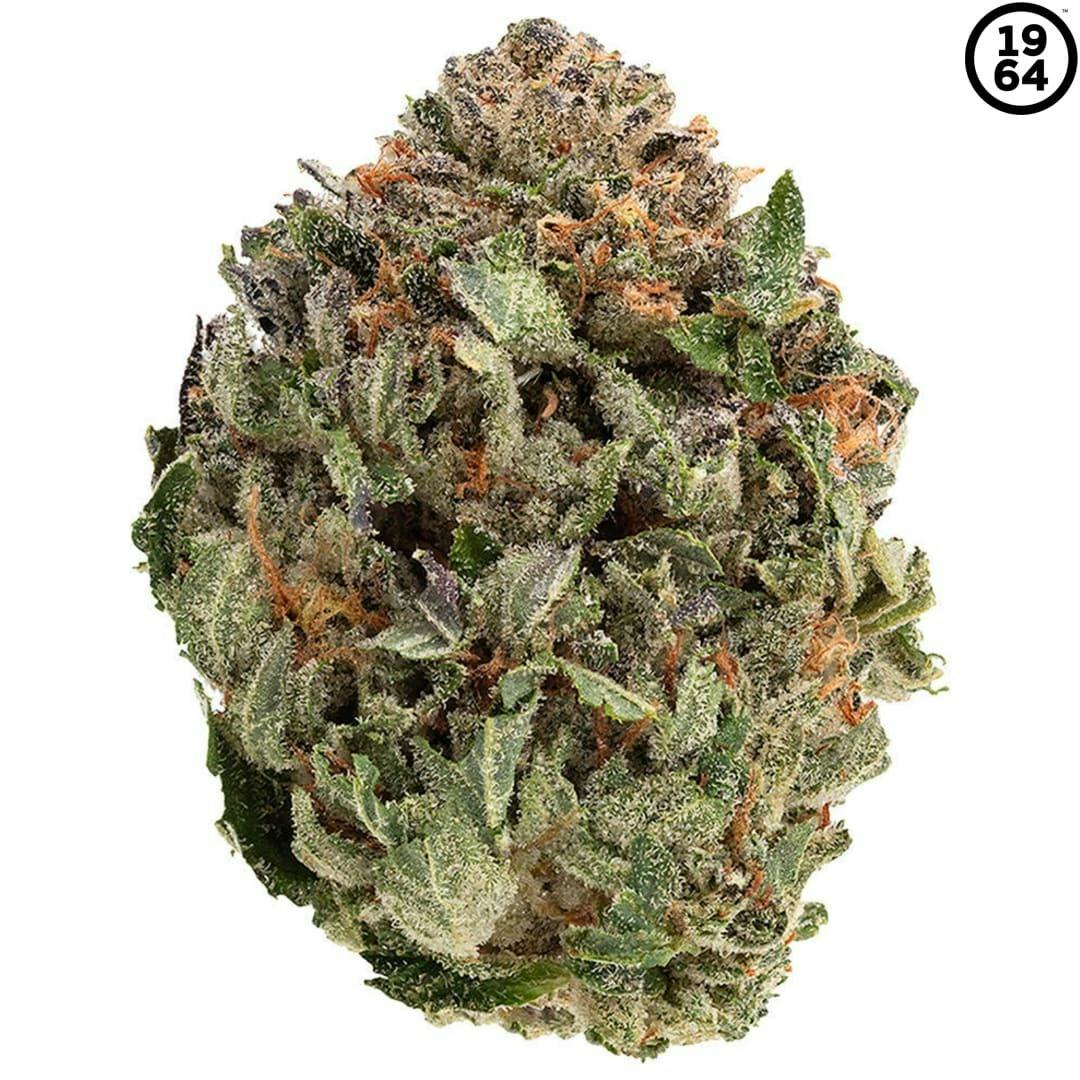 1964 | Comatose Craft Flower | 1g