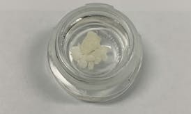 Live Sugar 1g | Tropic Truffle (H)
