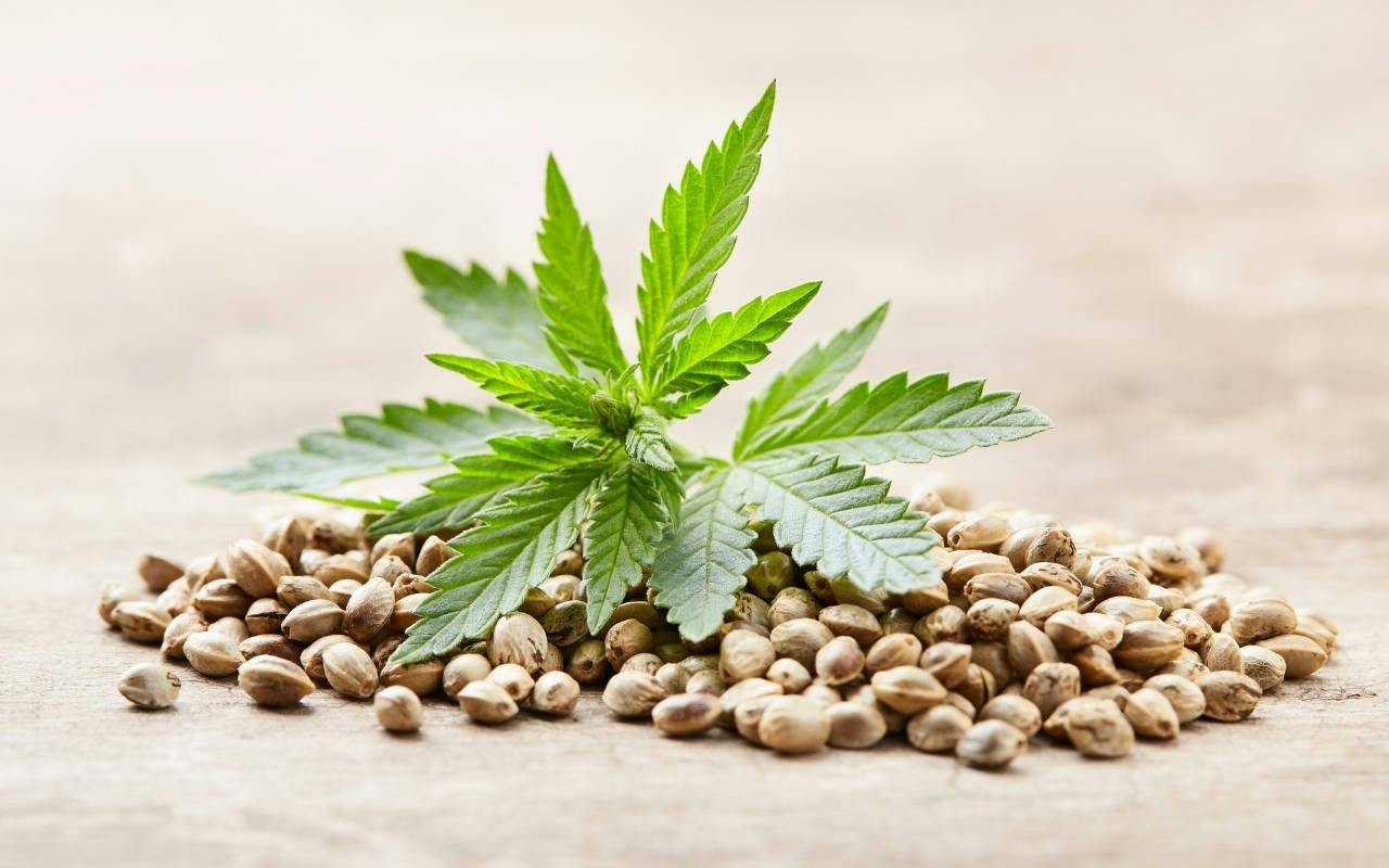 GMO SON - Seeds