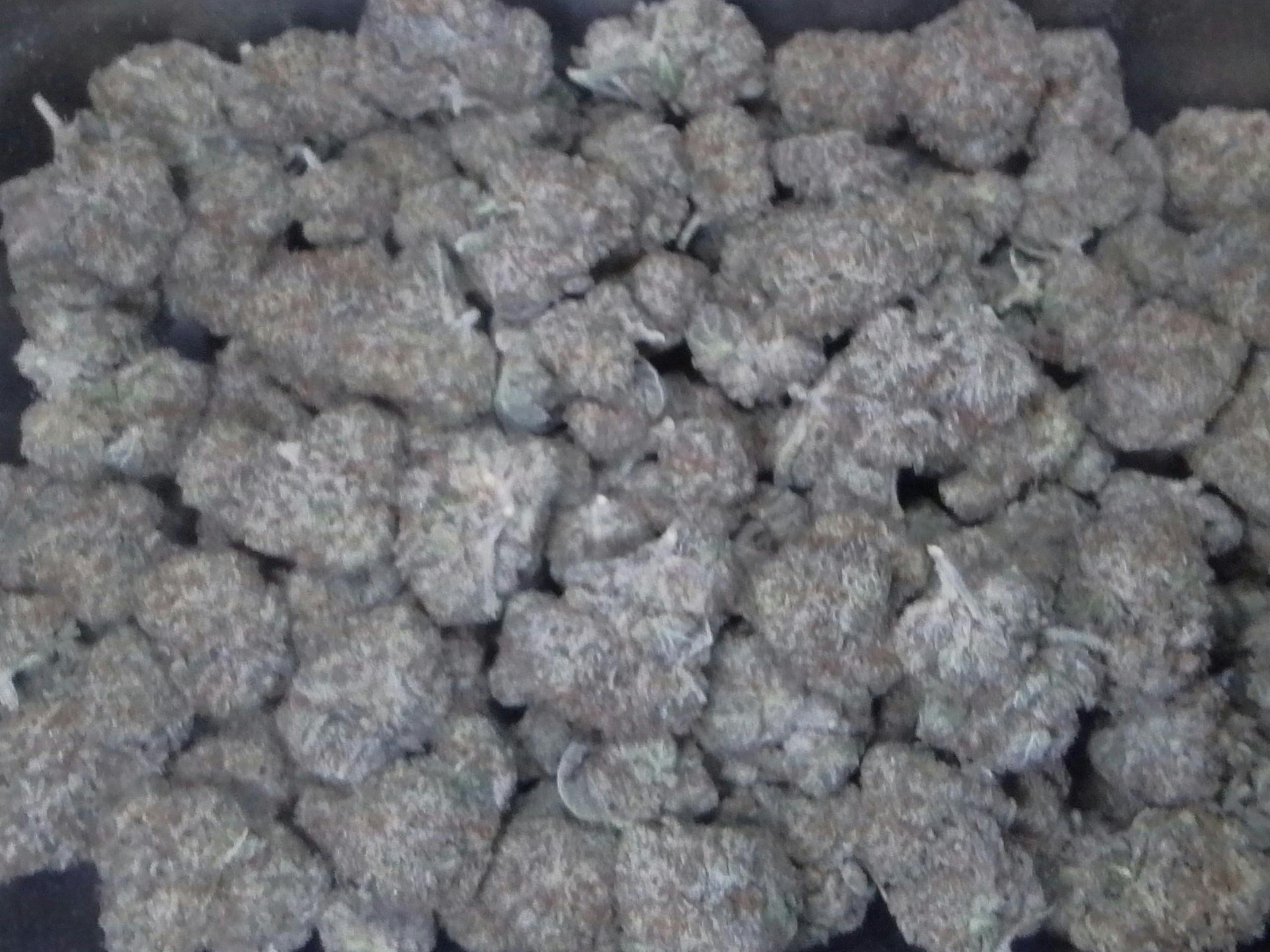 Sweet N Nasty 25.25%