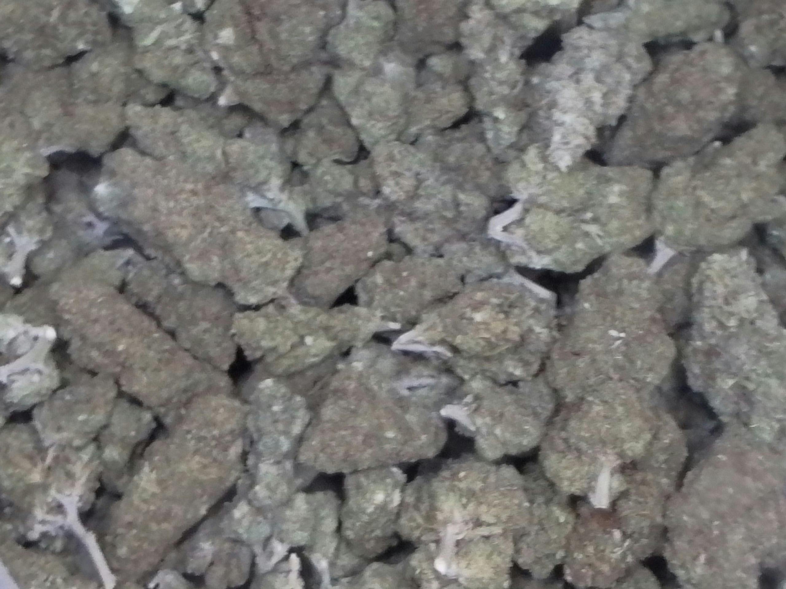 Space Ranger x Sacred Leaf #3