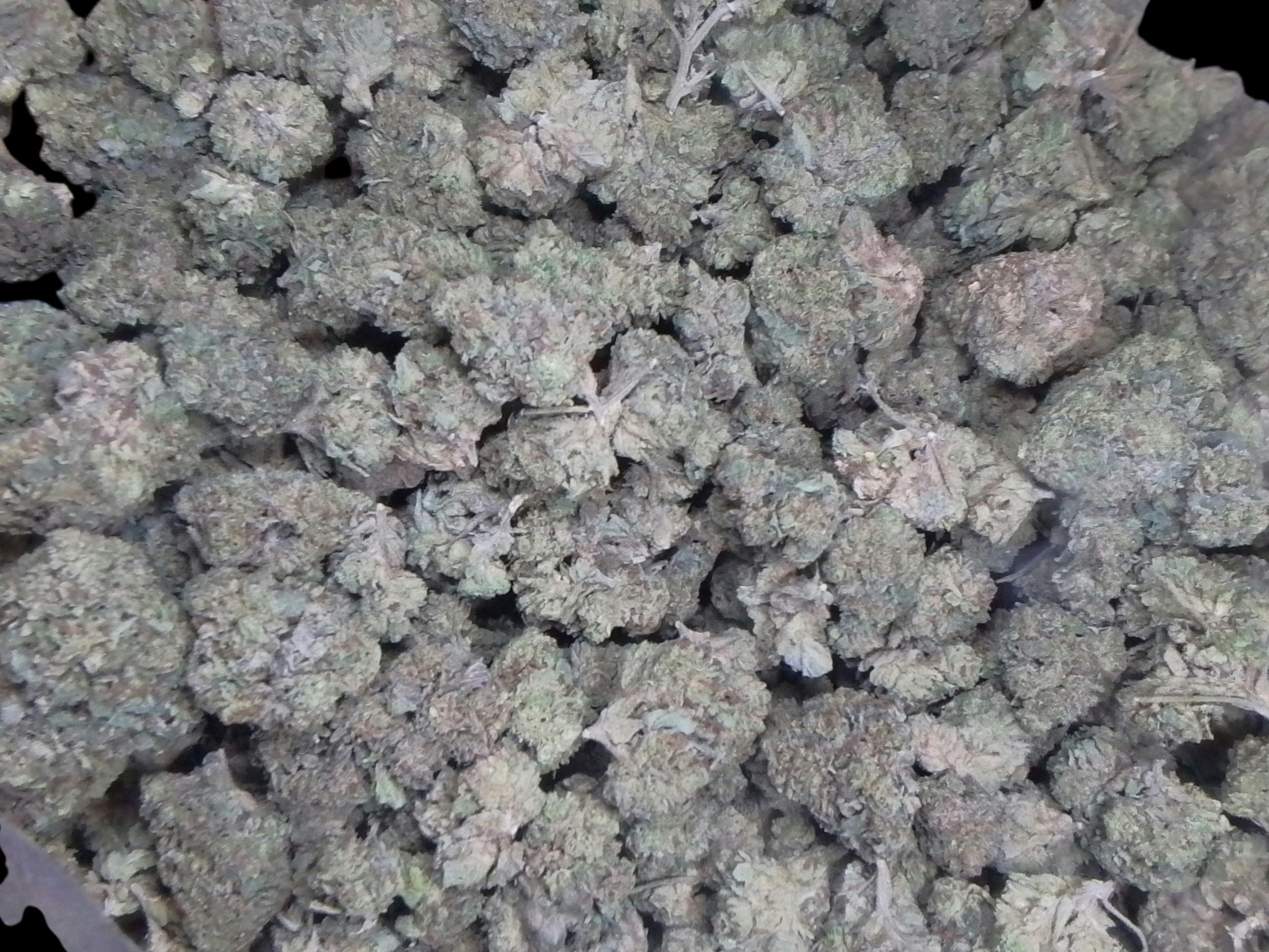 Gelato 41