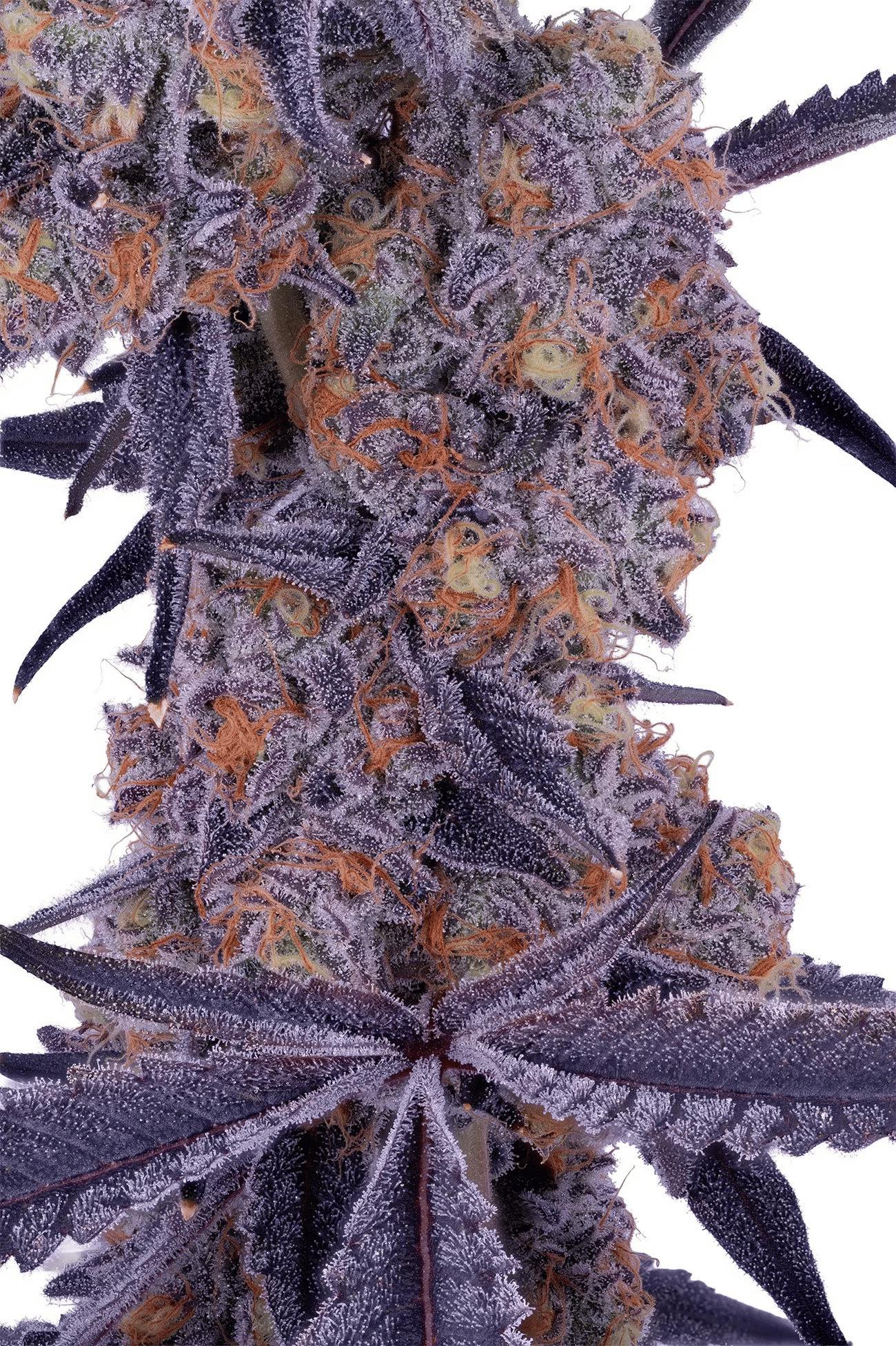 Lumpy's Flowers - Bananzaa 3.5g Flower - 3.5 grams