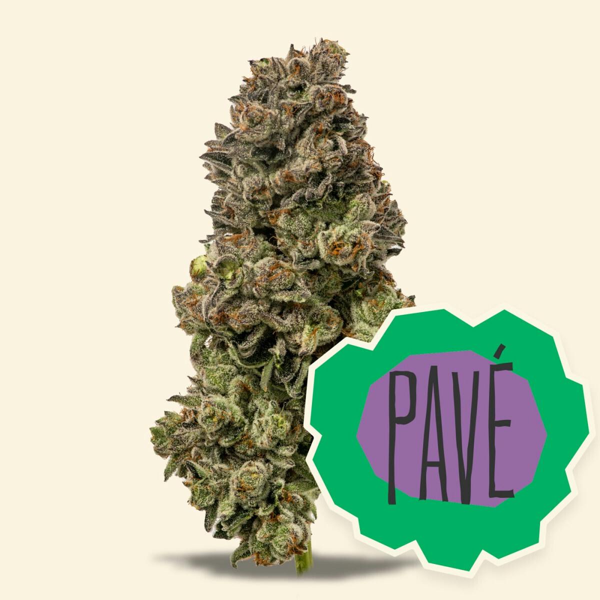 Pave - (H)