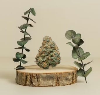 Sunflower Sunshine Bulk