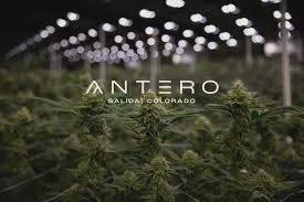 Antero Sciences-Small Bud-Zkittlez Cake x Blue Razzsicle #4 (H)