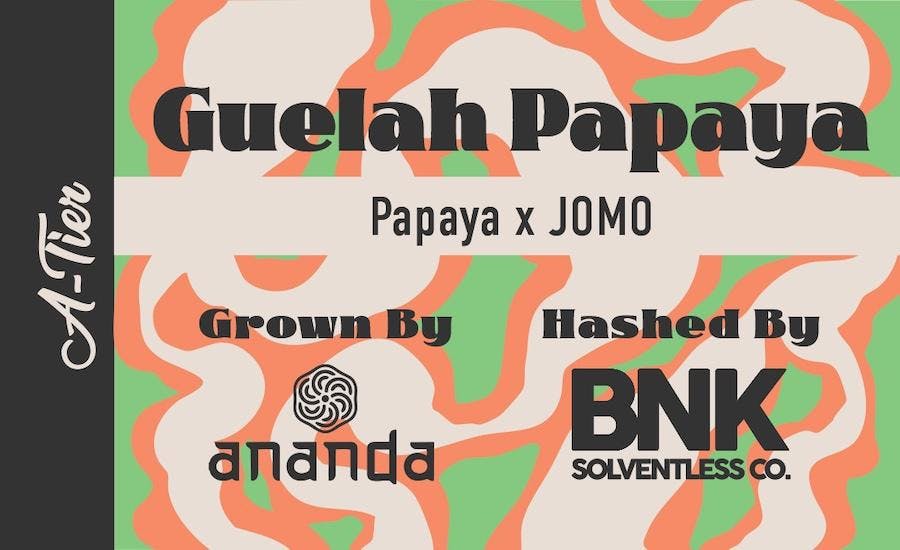 Guelah Papaya Rosin Concentrate: Bo S Nose Knows
