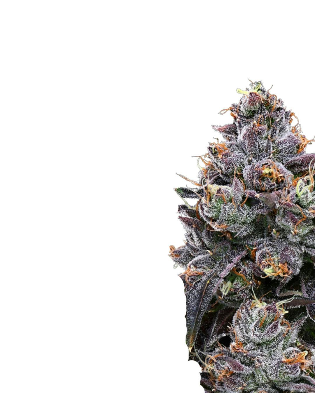 Lemon Cherry Gelato