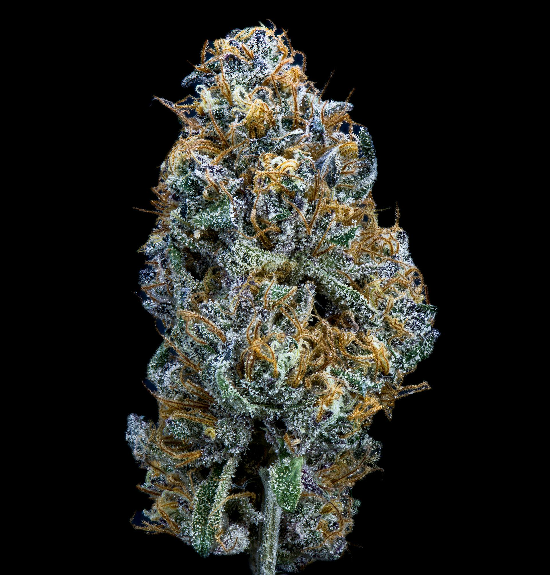 OMG Burger | Flower | 3.5G