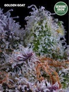 Golden Goat | Flower | 3.5G