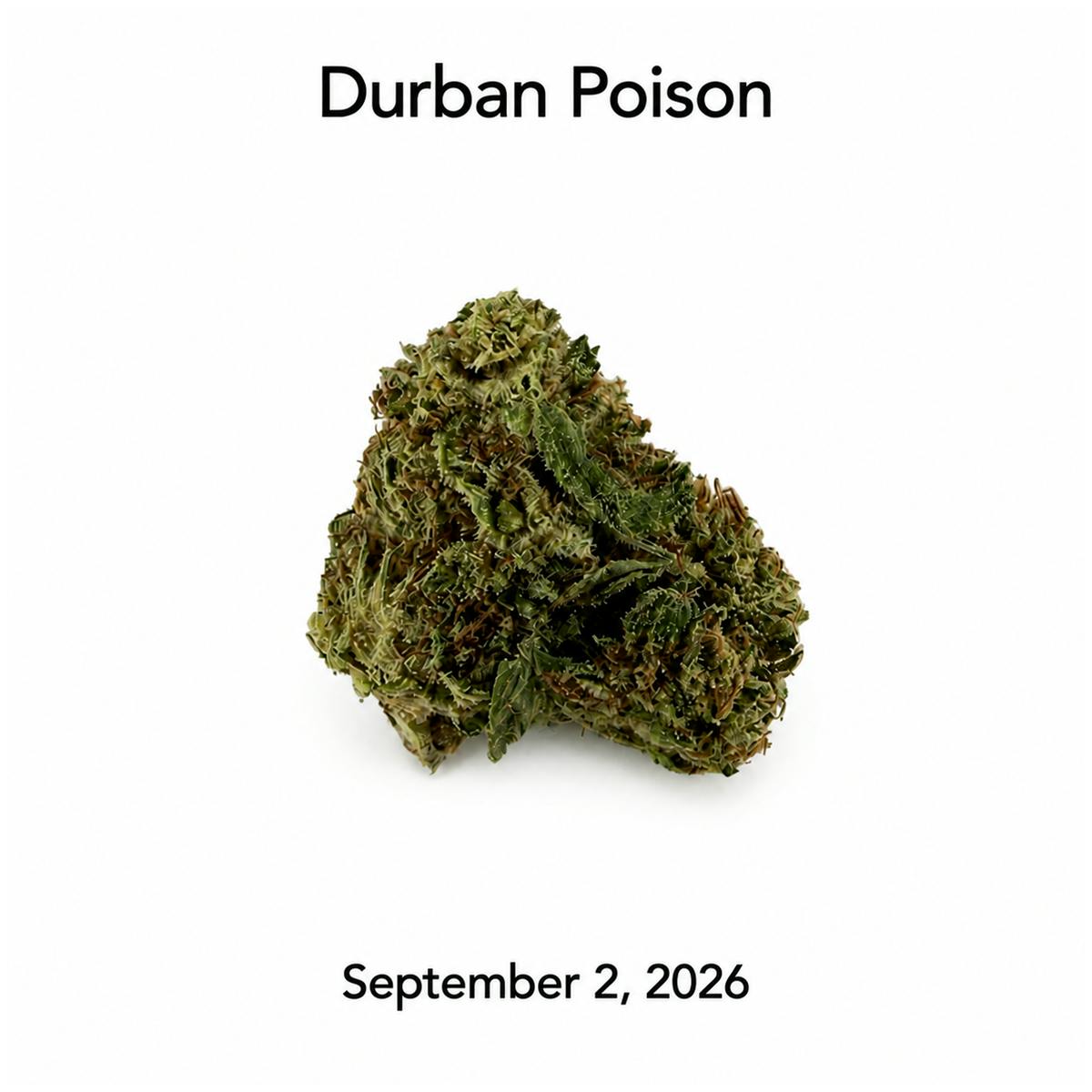 Dpf Durban Poison