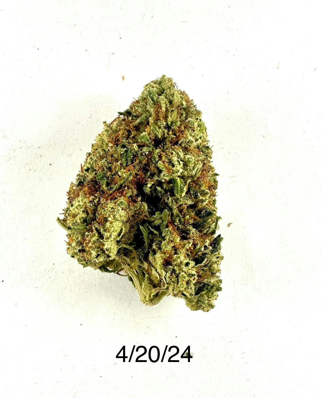 Hdh Gmo x Zkittles