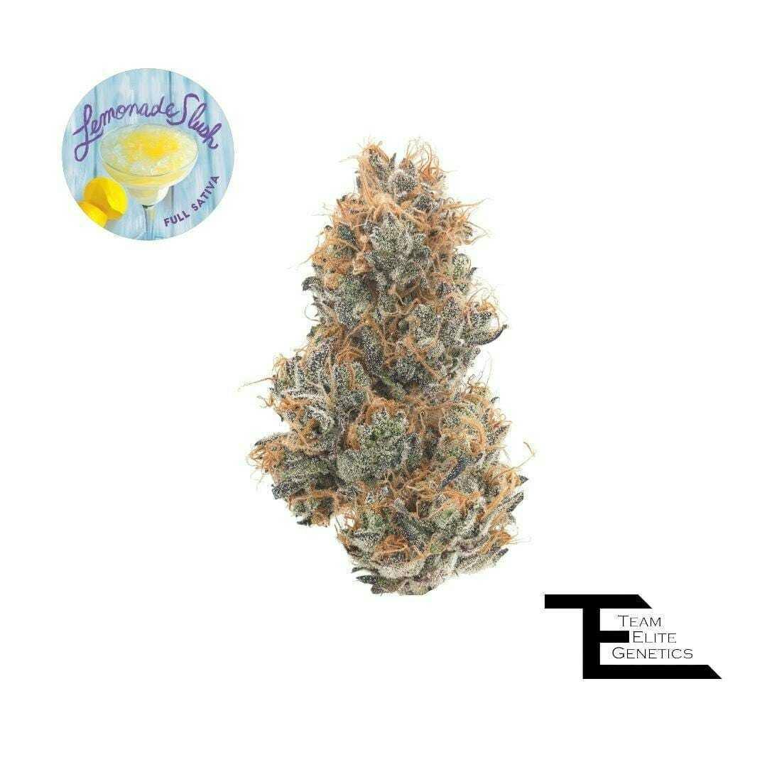 Team Elite Genetics: Lemonade Slush
