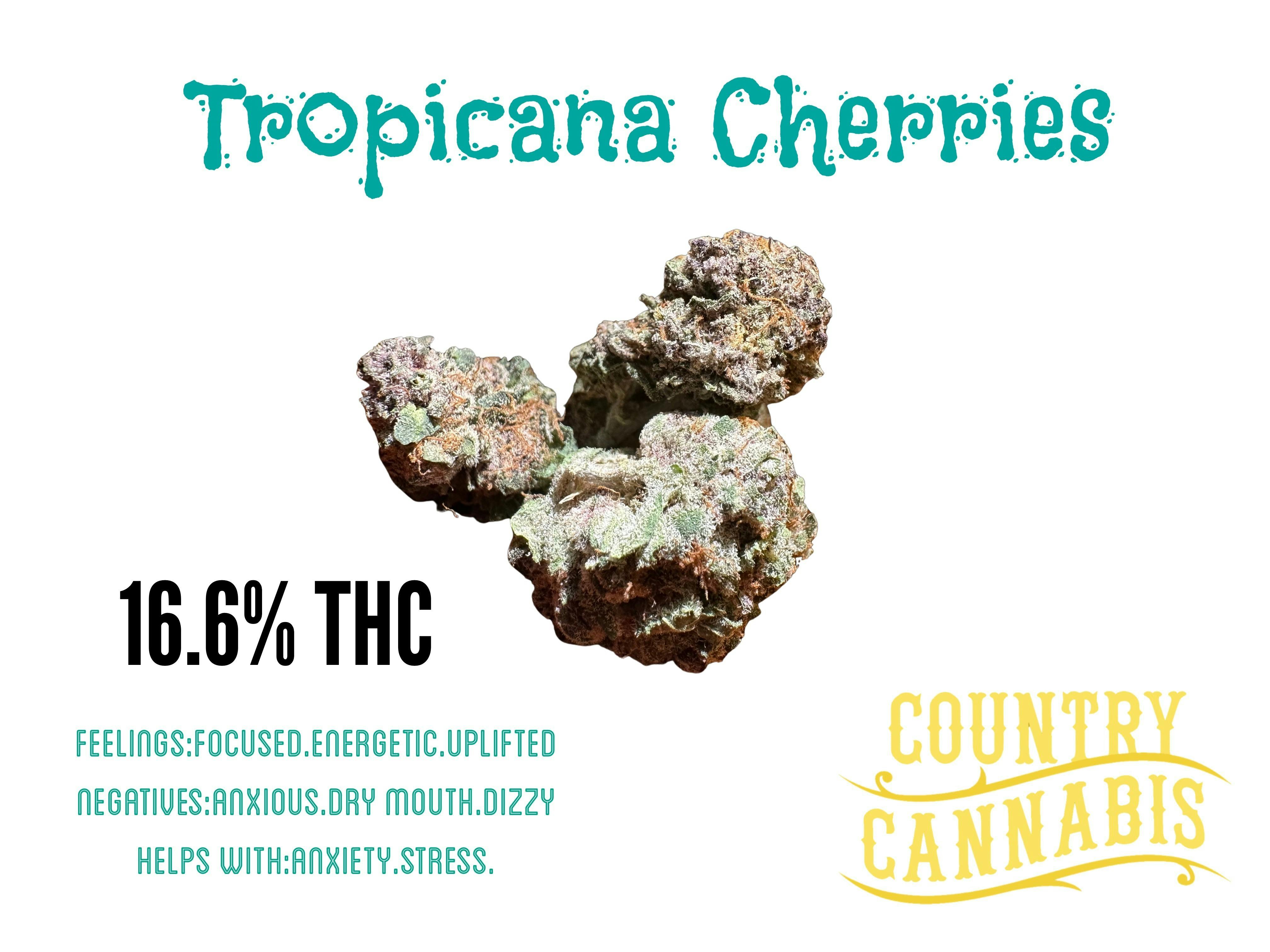 Tropicana Cherries | Indoor Micro Cultivated