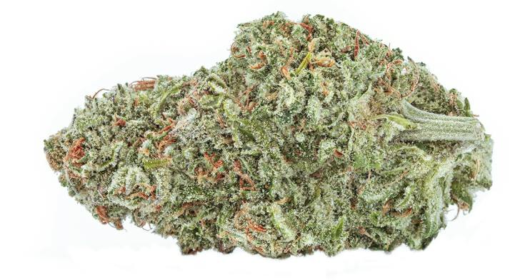 The Green Organic Dutchman - TGOD - Organic Sugar Bush - Sativa - 3.5g