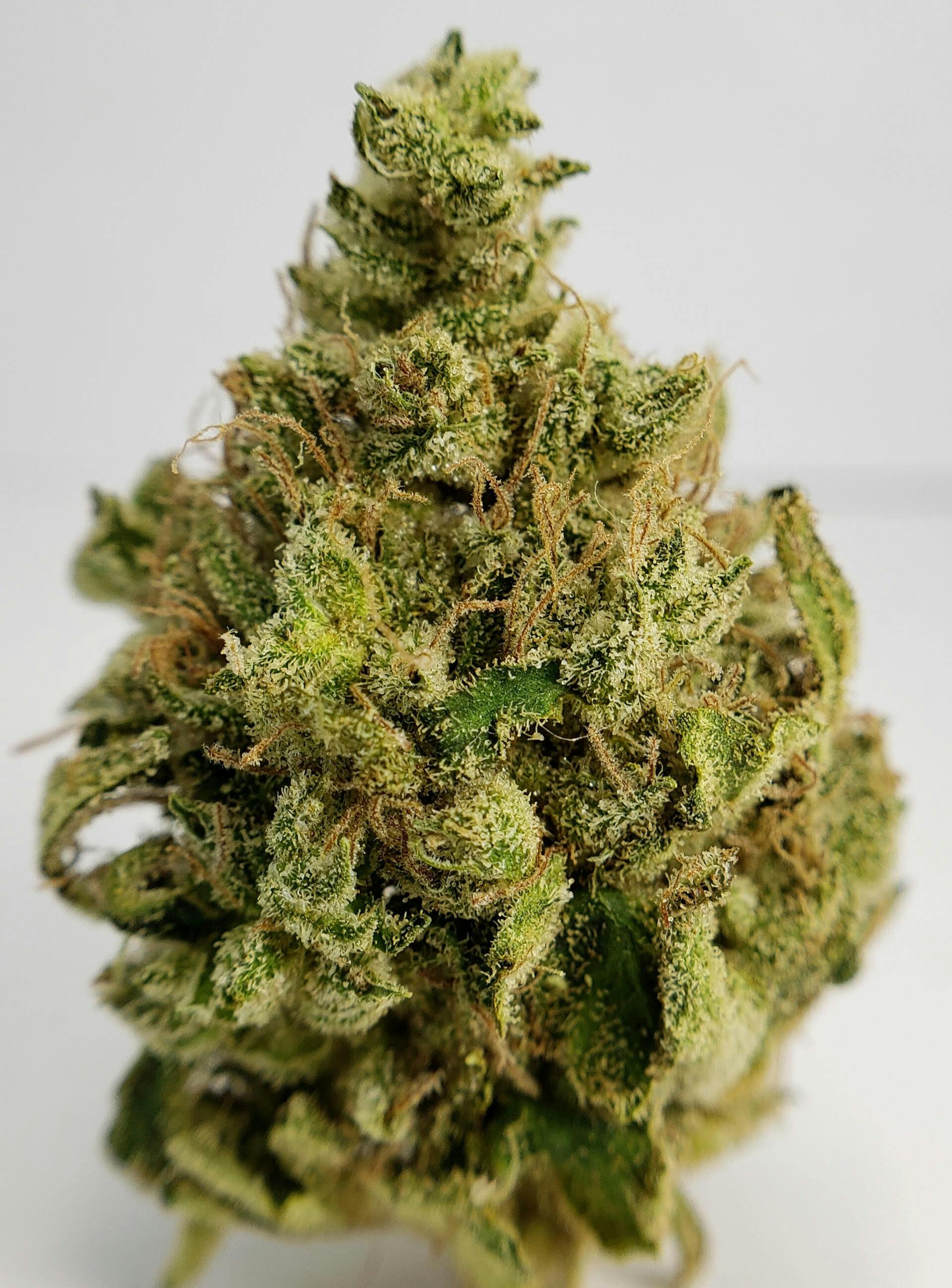 Lemon Skunk