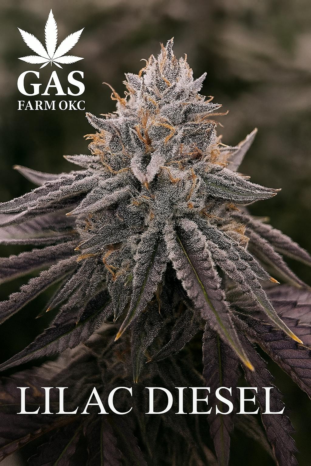 Lilac Diesel 7g - Gas Farms