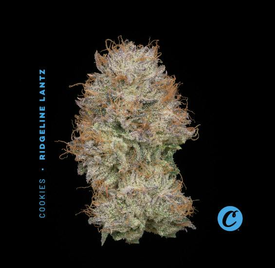 Ridgeline Lantz (H) Flower