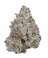 THRIVE | Bulk Flower | Frosted Truffle Pie