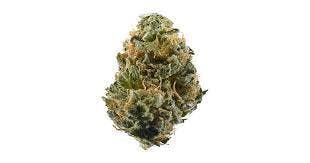 PRIMO DANKS | Bulk Flower | Gak Splash
