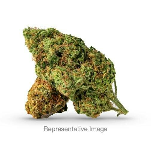 FREEDOM GREEN | Bulk Flower | Sherb Cocktail