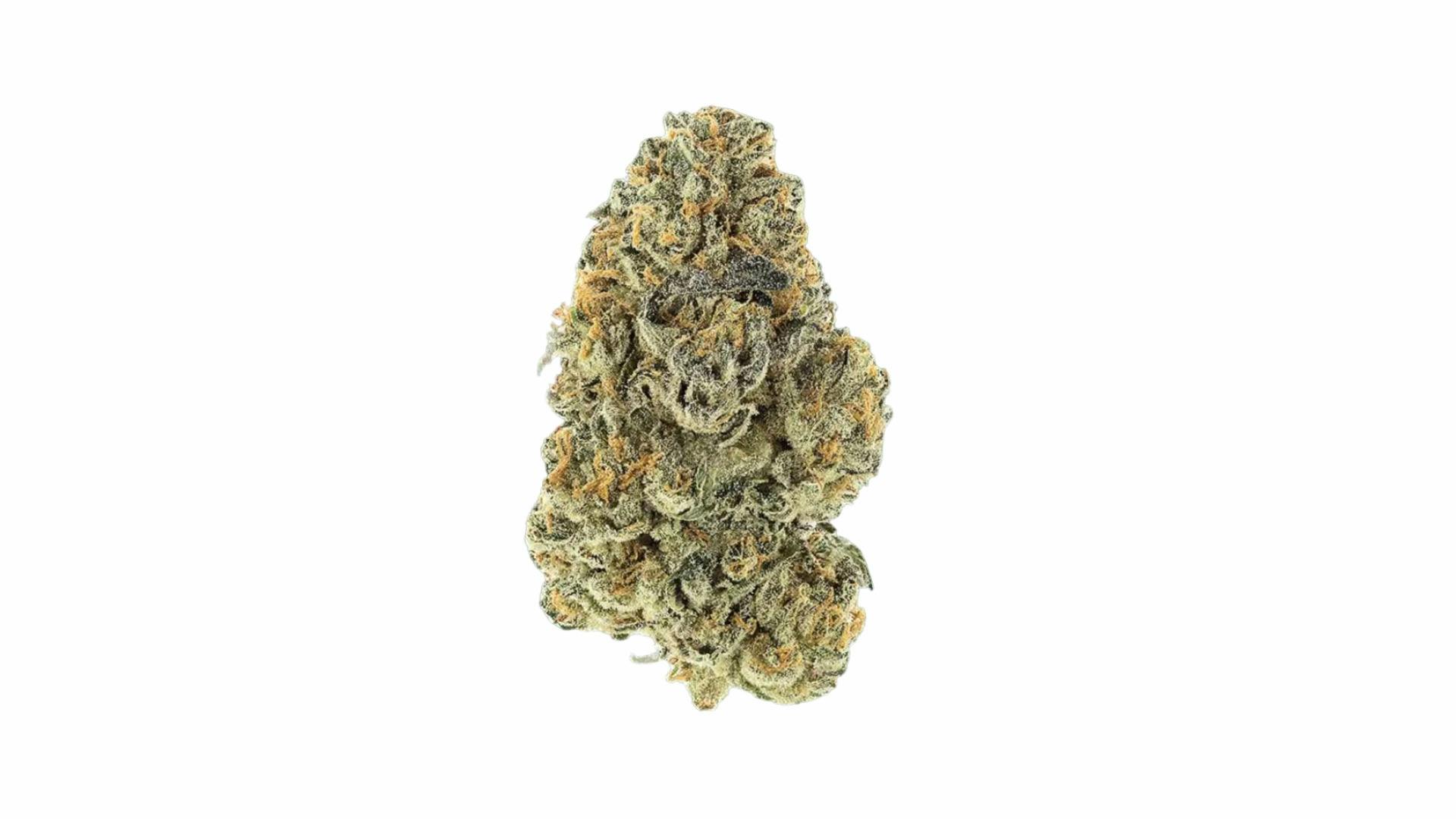 MITTEN | Bulk Flower | Gorilla Margarine