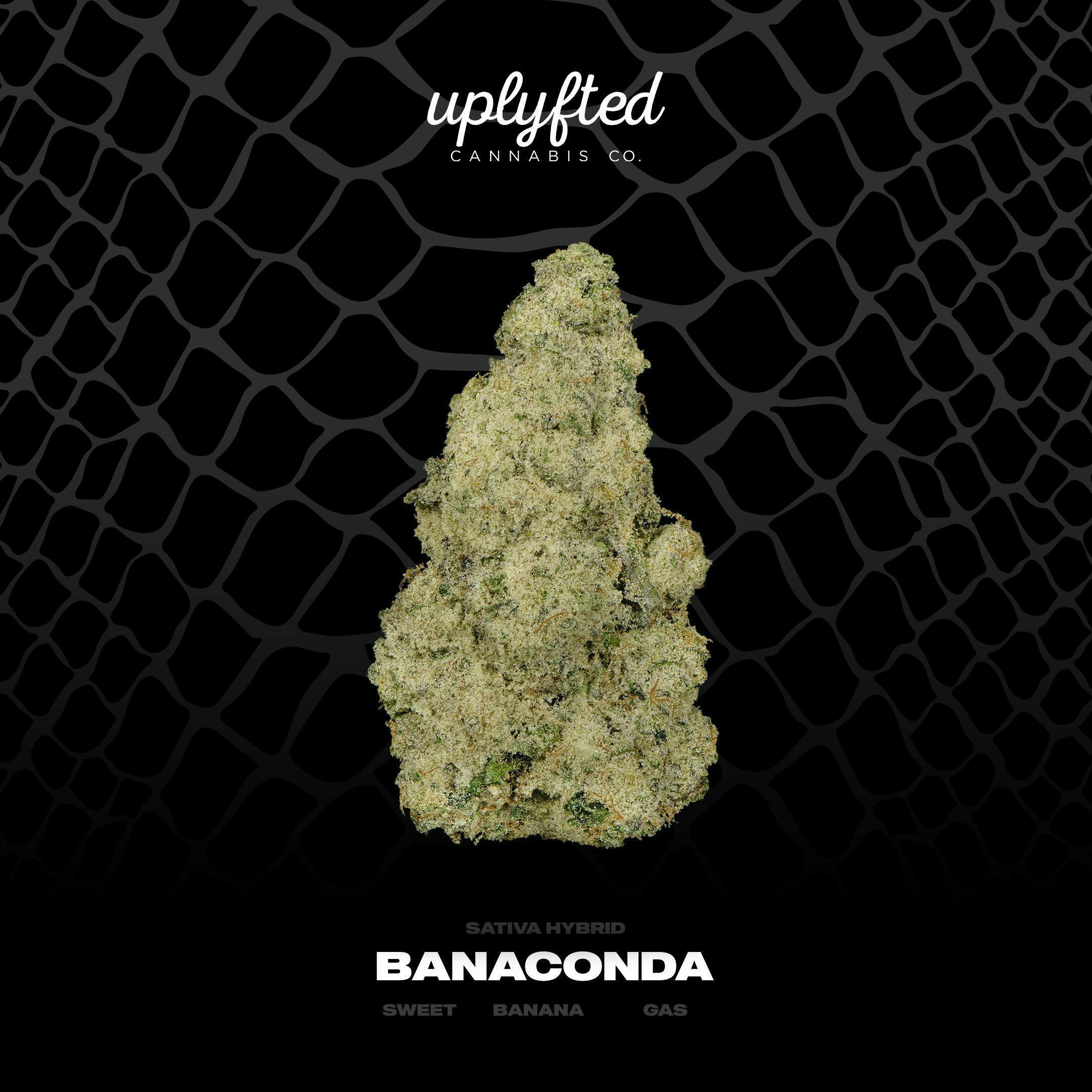 UPLYFTED | Bulk Flower | Banaconda