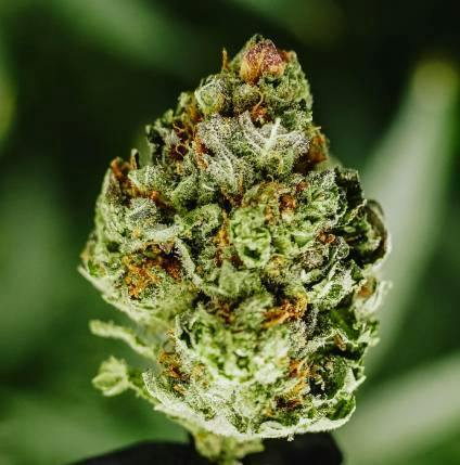 INKSTER PINE PARK | Bulk Flower | Chimera Breath