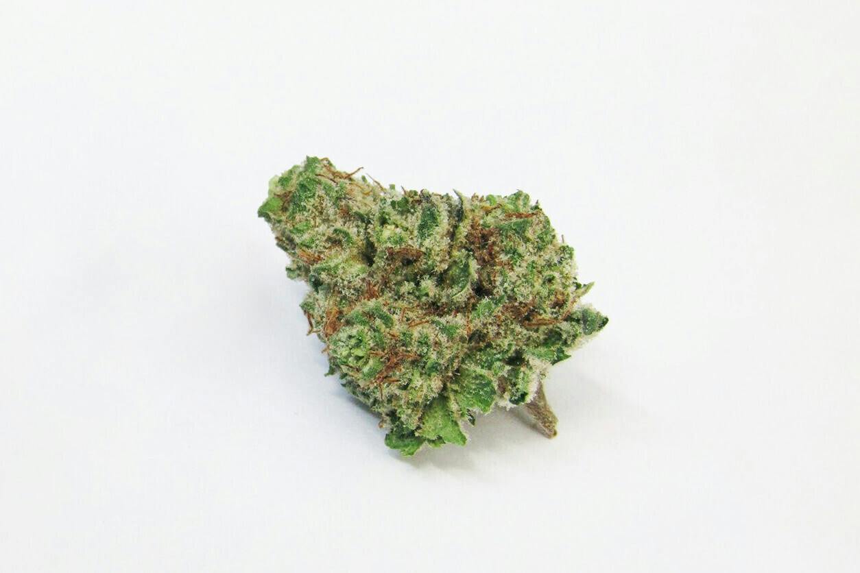 INKSTER PINE PARK | Bulk Flower | Mimosa