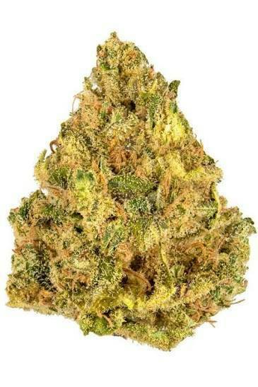 POUND 4 POUND | Bulk Flower | Betty White