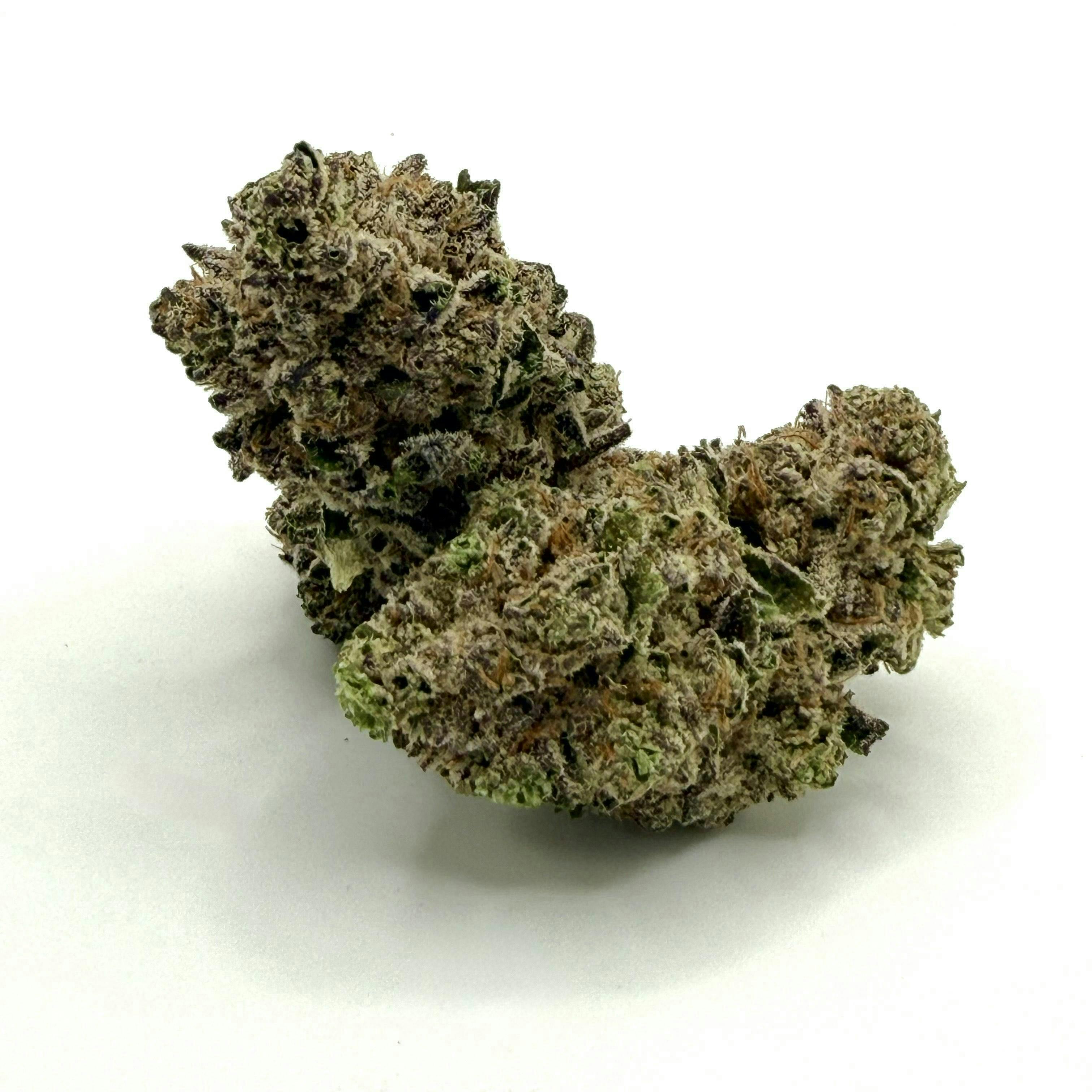 TIME TRAVELERS | Bulk Flower | Maltese Tiger
