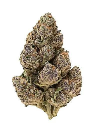 POUND 4 POUND | Bulk Flower | Purple Limeade
