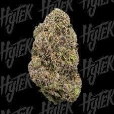 HYTEK | Bulk Flower | Versace