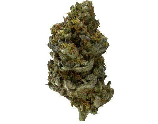 GOODLYFE FARMS | Bulk Flower | Blue Champagne