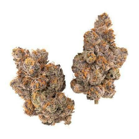 ONE GARDEN | Bulk Flower | Gastro Pop