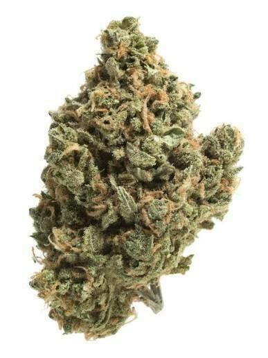 INTRINSIC | Bulk Flower | Cosmic Crumble