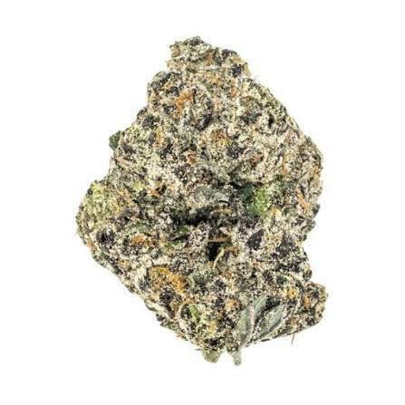 FORTÉ | Bulk Flower | Sherb Cream Pie