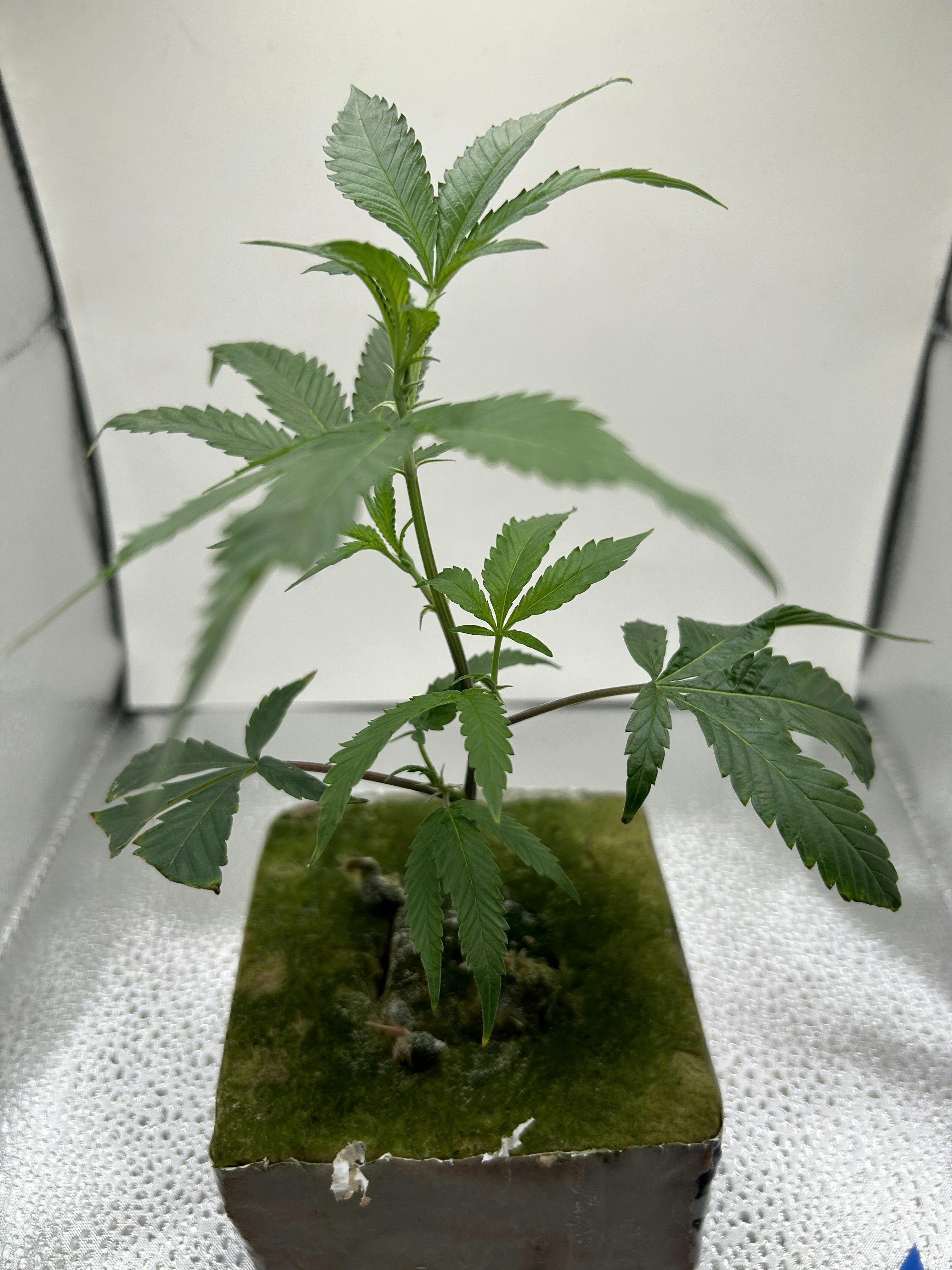 Forum Cut Girl Scout Cookies | Exotic Nurseries