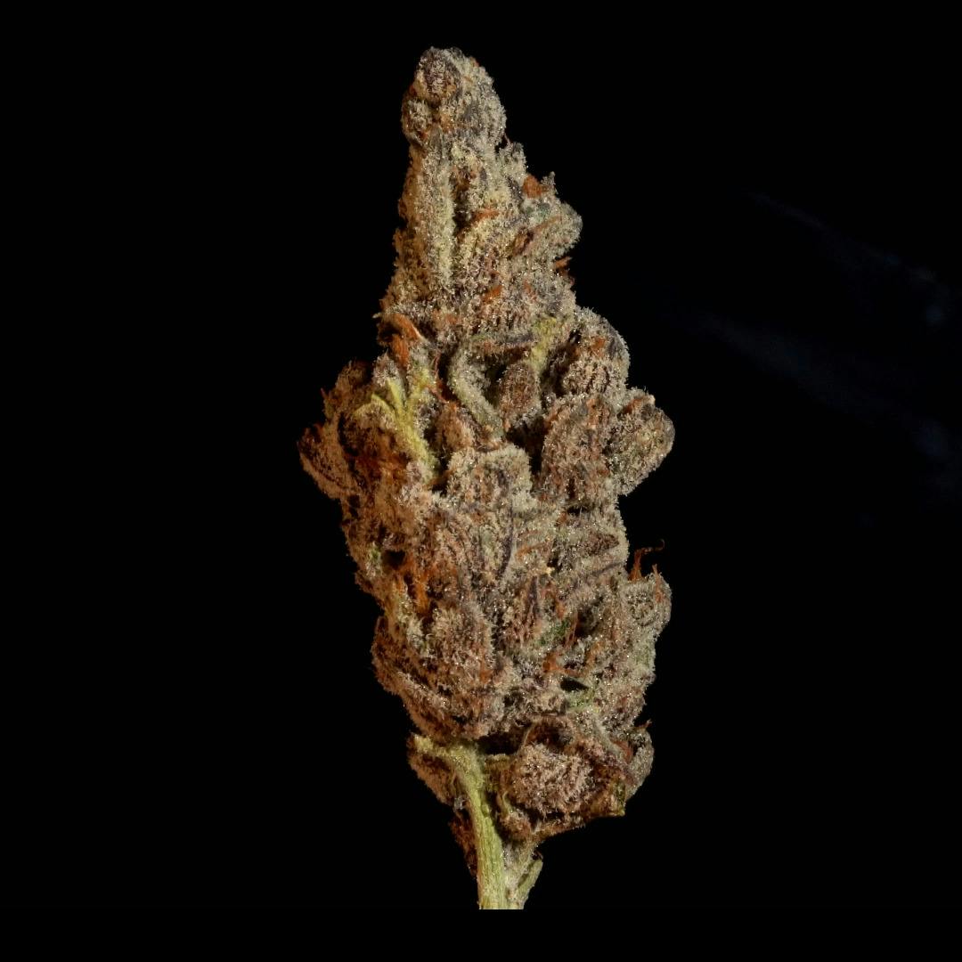 Divine StormJet - 1oz Clearance Flower