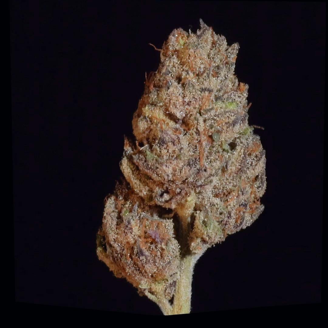 Fudge Puddles - 1oz Shake